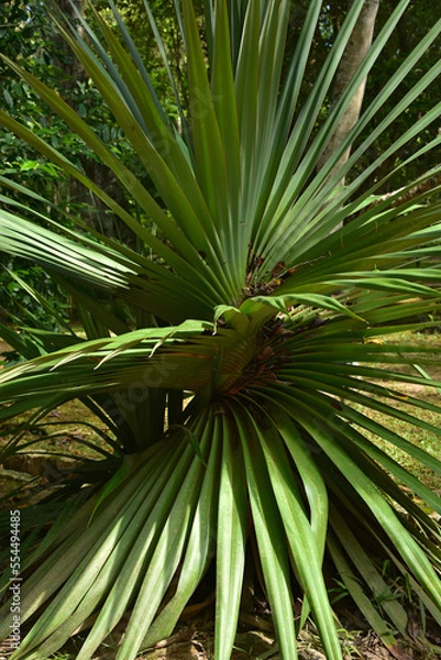 Fototapeta Closeup of the pandanus tree in Brasil 