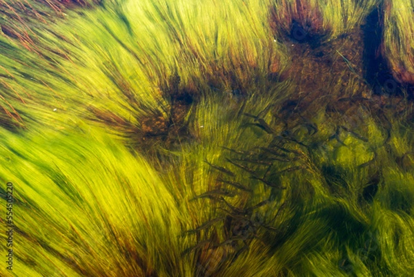 Fototapeta Small school of young trout in long algae strands in water