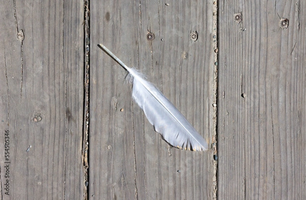 Fototapeta Feather of a bird on a worn wood footpath