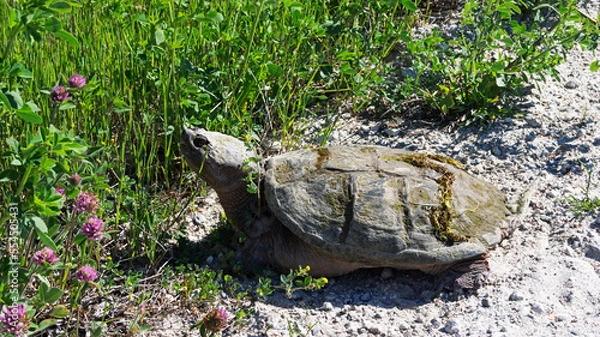 Fototapeta Snapping turtle on the side of a trail looking for a place to lay eggs in Maine.