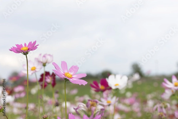 Fototapeta pink cosmos flowers in the garden with a clear sky