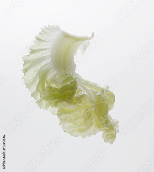 Fototapeta lettuce flow over white background
