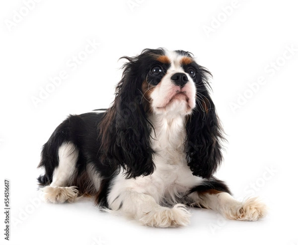 Obraz cavalier king charles