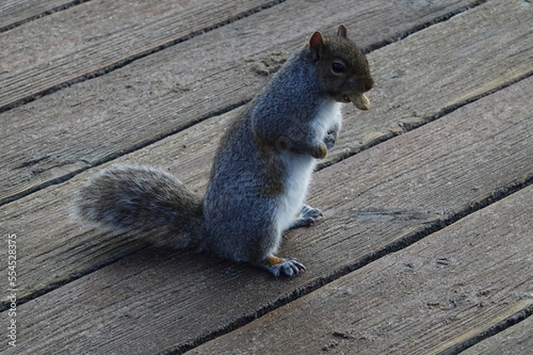 Obraz Nutty Squirrel