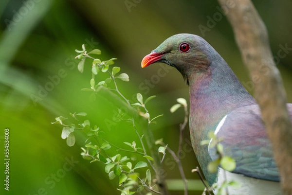 Fototapeta Close up of a Kereru pigeon bird in New Zealand