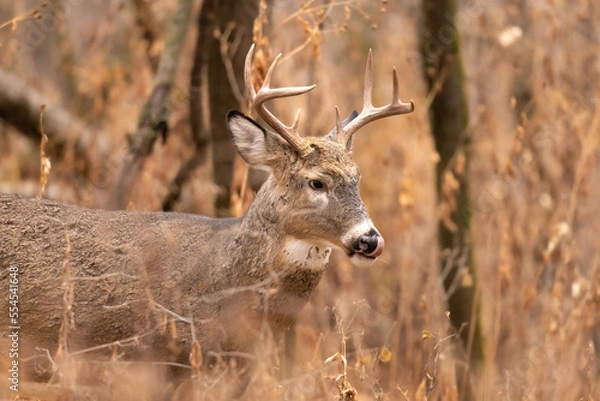 Fototapeta Lick your chops. 

Large male Whitetail Deer with large antlers.  Brown coat conceals it in the forest.  Tall grass and dense thickets.  Tongue out warm colors 8 point rack buck stag male cervid