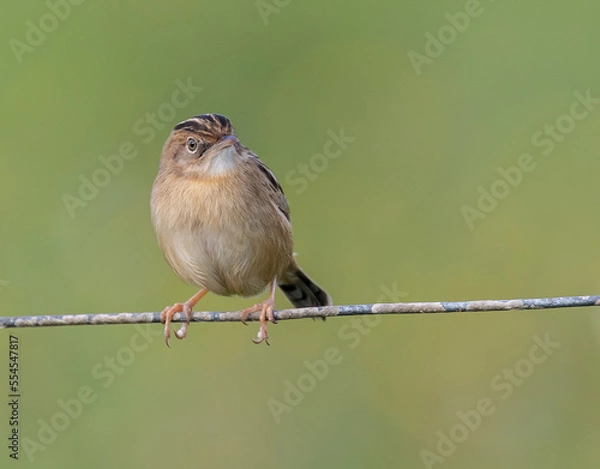 Fototapeta Taking a walk along the coast of the Cantabrian Sea observing different birds and the sunset!