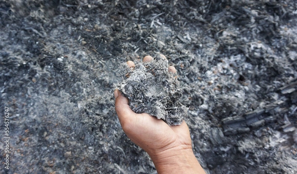 Fototapeta Hand holding ashes for use as fertilizer to nourish trees planted in agricultural gardens