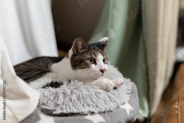 Fototapeta くつろぐ猫　キジトラ白