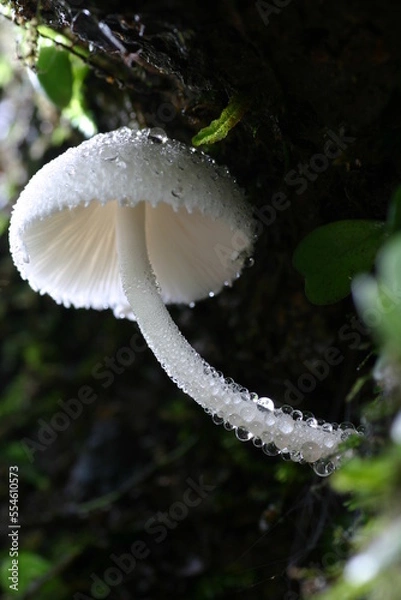 Fototapeta 水滴がついた白いキノコ