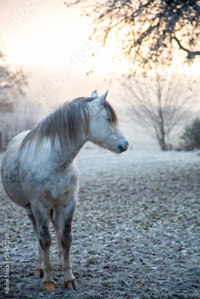Fototapeta Pferd im Winter