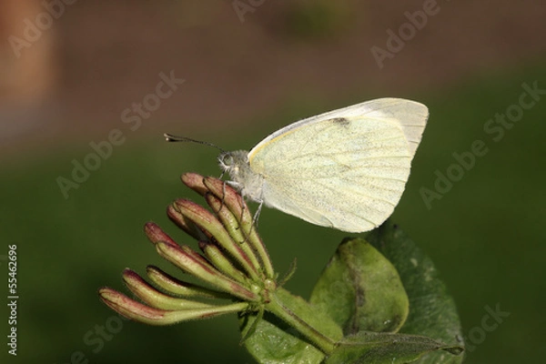 Fototapeta Large white butterfly, Pieris brassicae