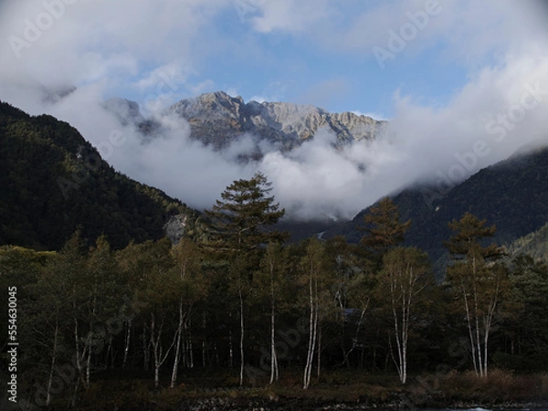 Obraz 白樺の森と穂高連峰