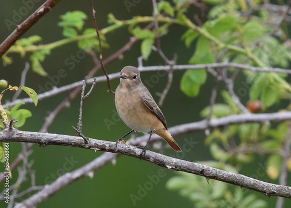 Fototapeta Gartenrotschwanz