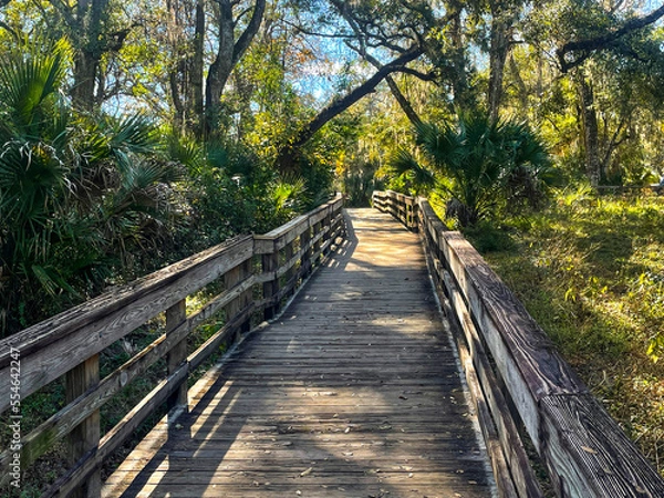 Obraz The hiking trails at a State Park in Orlando, Florida.
