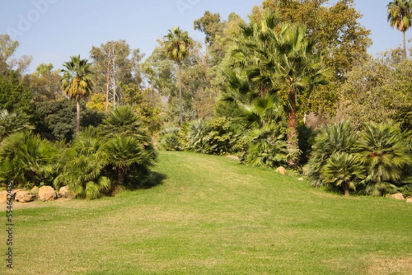 Fototapeta Detail of trees and palm trees in grassy park.