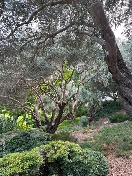 Fototapeta tree in the park