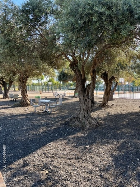 Fototapeta trees in the park