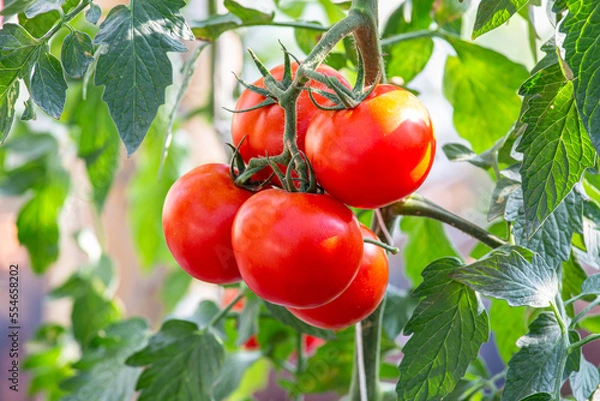 Obraz close up of tomato cluster