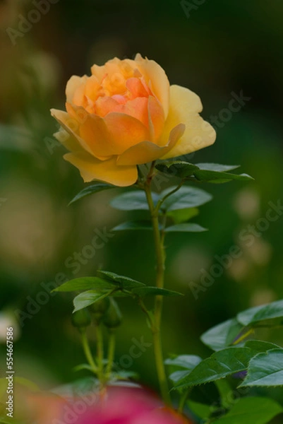 Fototapeta Prachtvolle Rosen