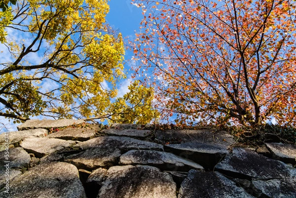 Obraz 紅葉の福岡　舞鶴公園　石垣を見上げる