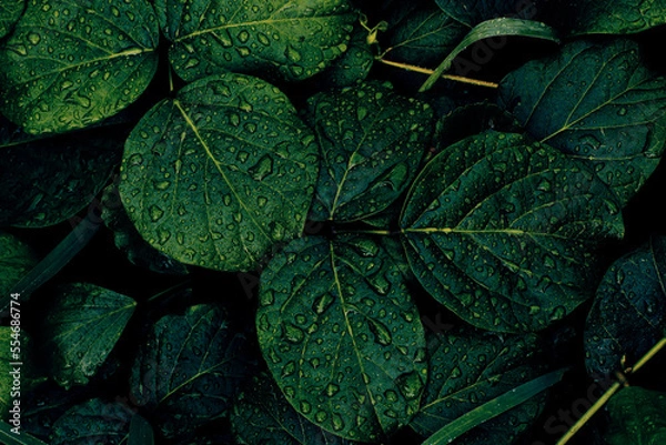 Fototapeta lush green leaf with water drops splashing on surface
