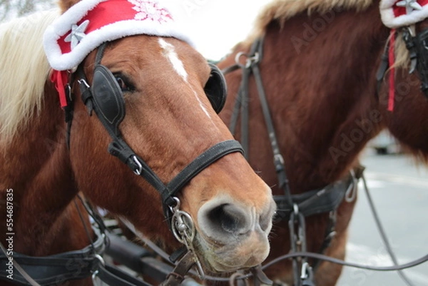 Obraz cheval et garçon
