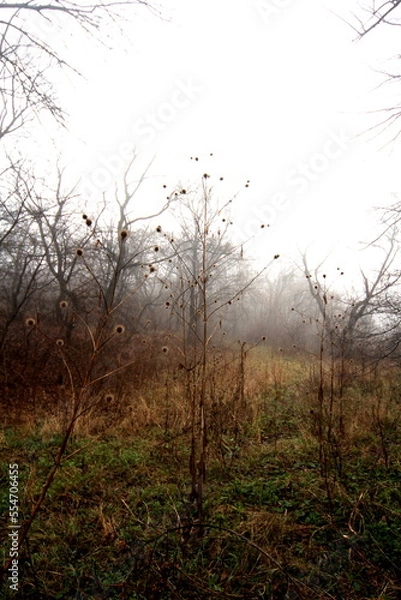 Obraz fog in the forest