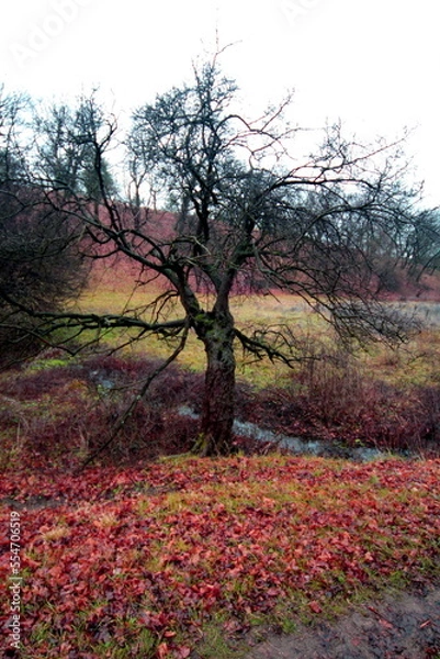 Obraz tree in the park