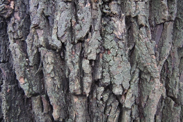 Obraz bark of a tree