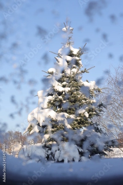 Obraz Frozen window view at the snowy fir