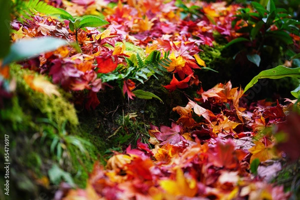 Obraz 日本の秋景色。
色とりどりの自然の草花。
心癒される自然。