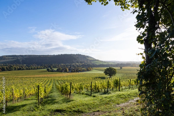 Fototapeta Regimented rows of vines early after sunrise on a sunny day in Autumn, close to Box Hill in Surrey Hills, Dorking