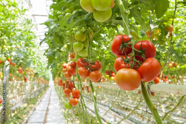 Obraz pomidory w szklarni