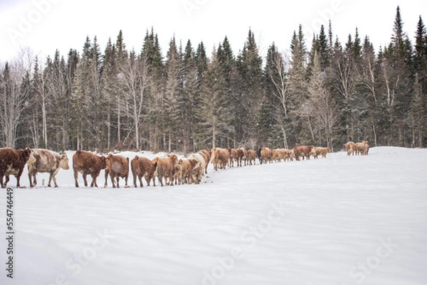 Fototapeta Group of simmental cows walking toward forest in winter pasture