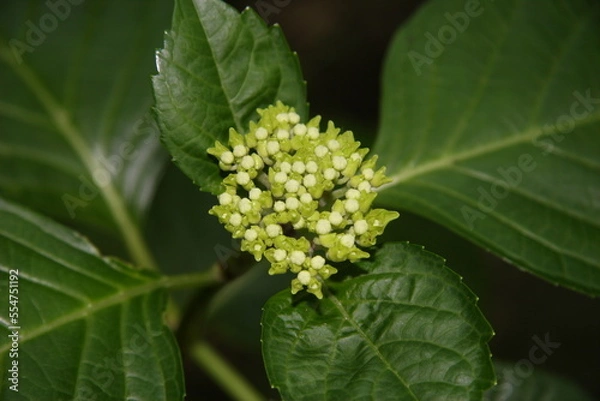 Obraz 若い紫陽花