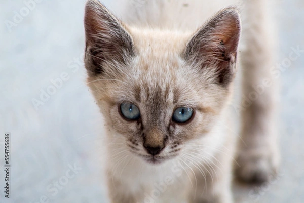 Obraz Gato bebe con ojos azules