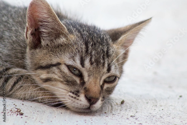 Obraz Gato bebe con ojos azules