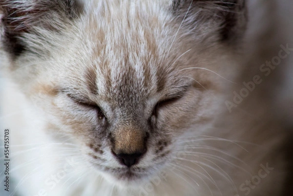 Obraz Gato bebe con ojos azules