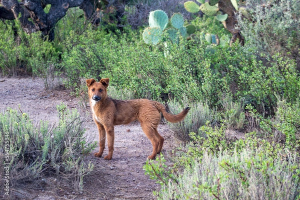 Obraz Perro color café en monte