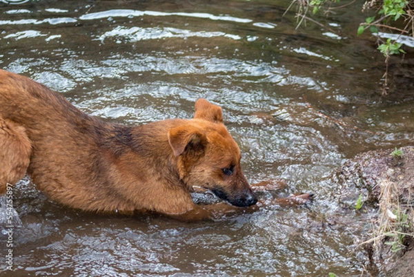 Obraz Perro color café en monte