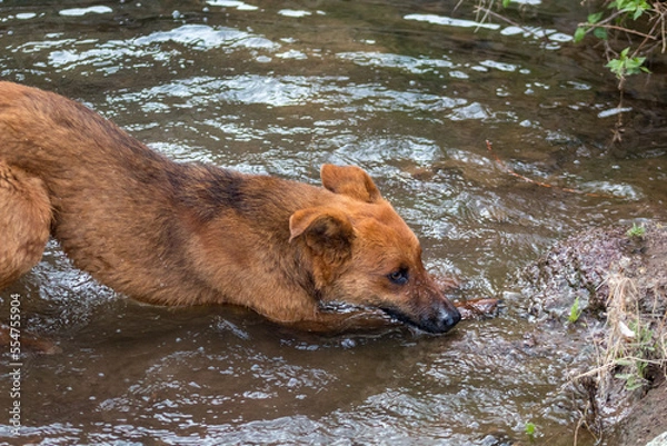 Obraz Perro color café en monte