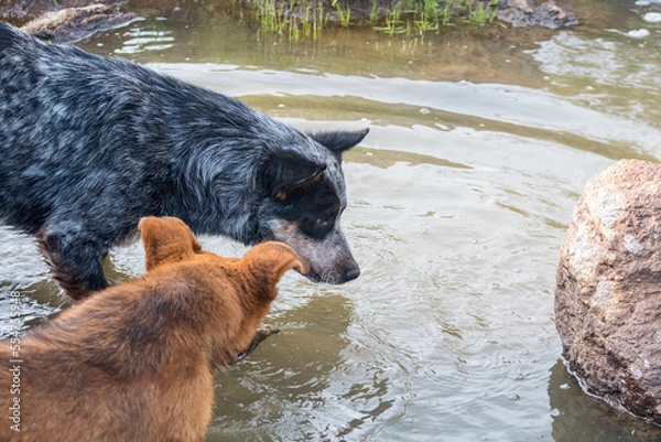 Obraz Perro azul y café