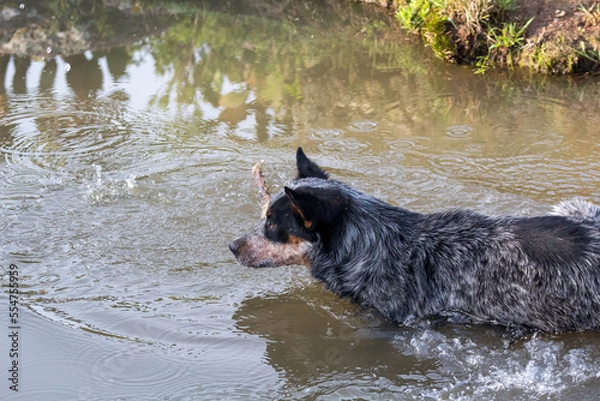 Fototapeta Perro azul