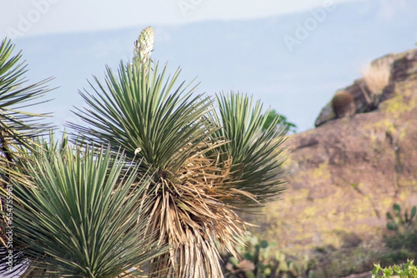 Obraz palma de monte