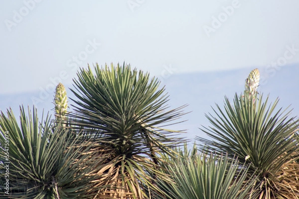 Obraz palma de monte