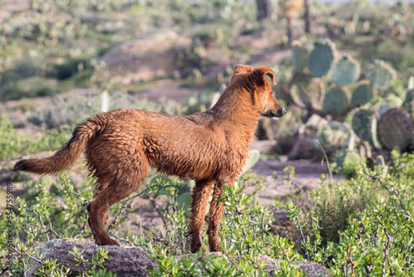 Obraz Perro color café en monte