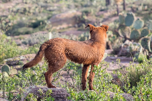 Obraz Perro color café en monte