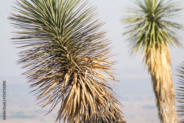 Obraz palma de monte