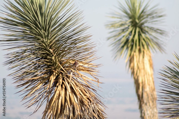 Obraz palma de monte